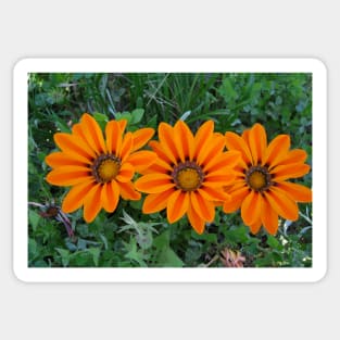 Gazania 9 Sticker